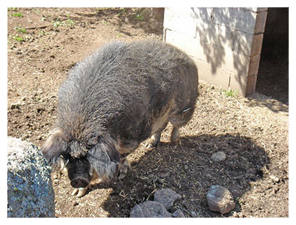 Ferme découverte de la Toison d'or