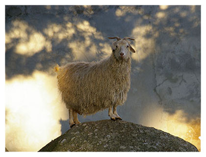 Ferme découverte de la Toison d'or